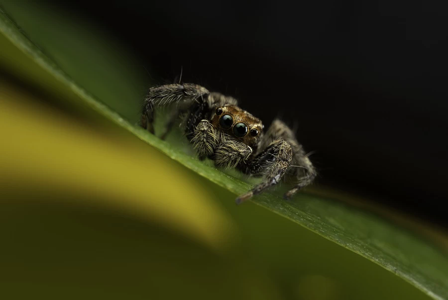 Fujifilm Fujinon XF 30mm f/2.8 R LM WR Macro by  in  - EC MALL