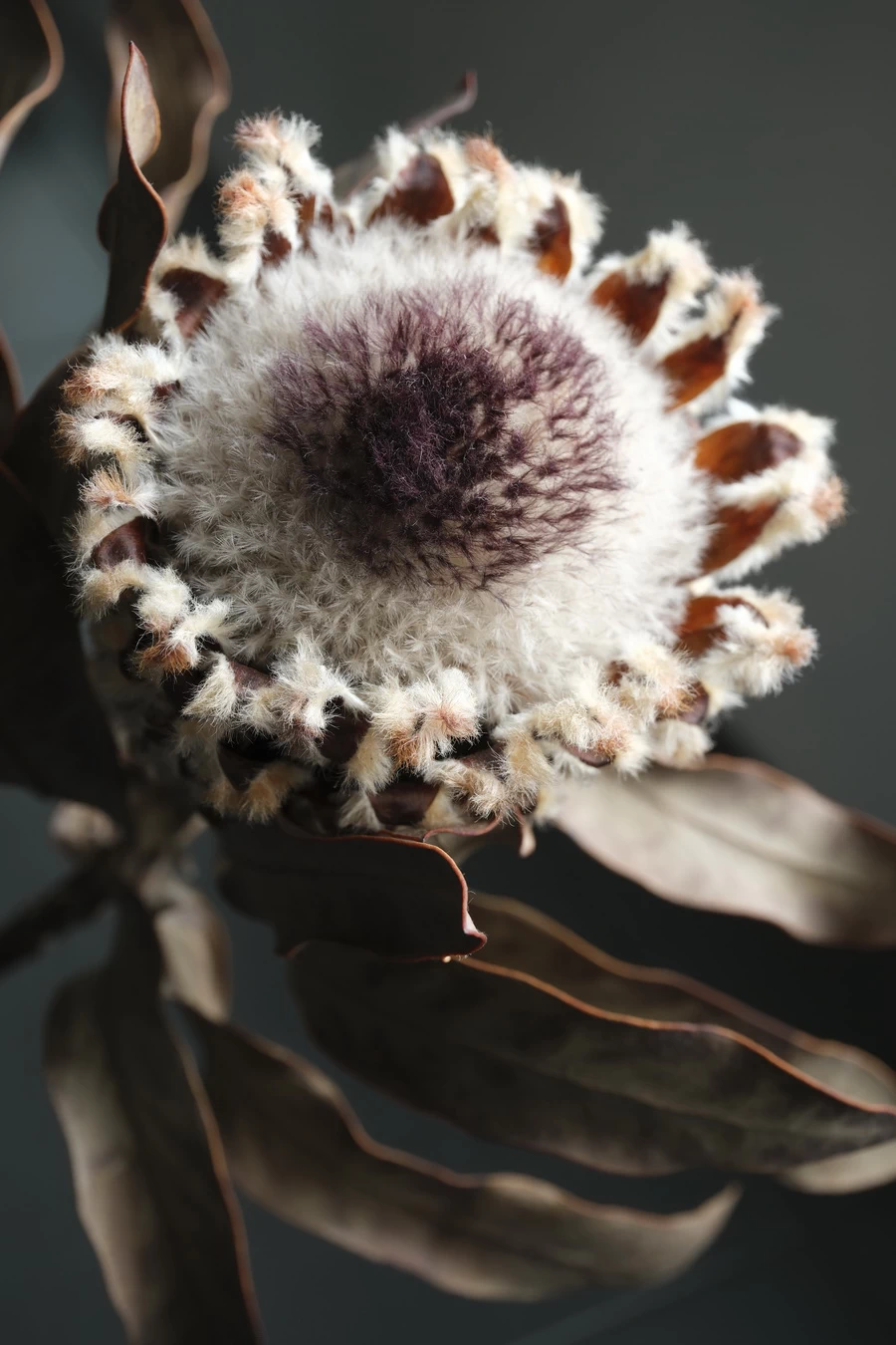 Fujifilm Fujinon XF 30mm f/2.8 R LM WR Macro by  in  - EC MALL