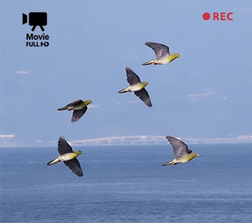 Canon PowerShot  ZOOM by  in  - EC MALL