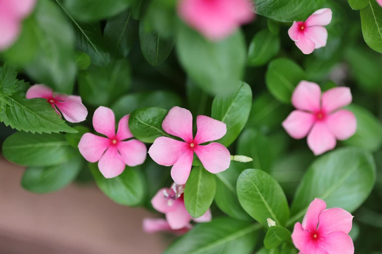 Canon RF 135mm f/1.8L IS USM Lens by  in  - EC MALL