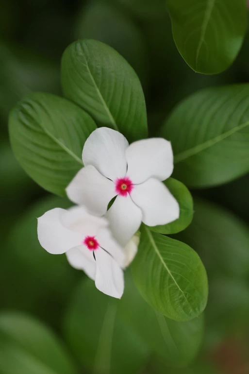 Canon RF 135mm f/1.8L IS USM Lens by  in  - EC MALL