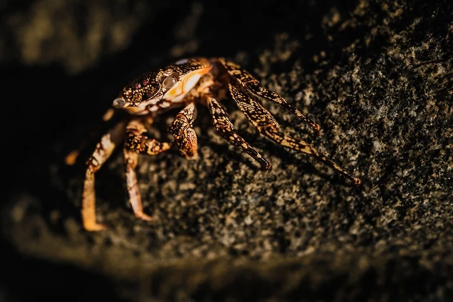 Fujifilm Fujinon XF 18mm f/1.4 R LM WR Lens by  in  - EC MALL