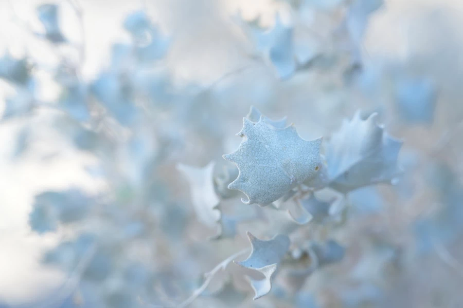 Sony FE 20-70mm f/4 G Lens by  in  - EC MALL