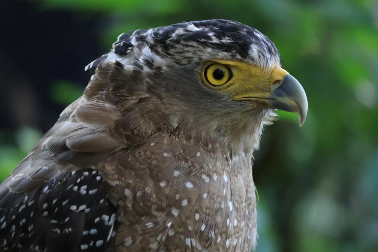 Canon EOS R50 Mirrorless Camera by  in  - EC MALL