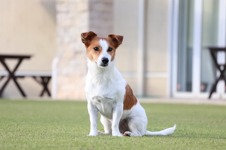 Canon RF-S 55-210mm f/5-7.1 IS STM Lens by  in  - EC MALL