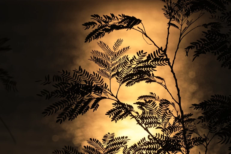 Canon RF-S 55-210mm f/5-7.1 IS STM Lens by  in  - EC MALL