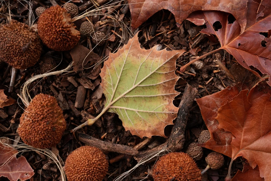 Sony FE 50mm f/1.4 GM Lens by  in  - EC MALL