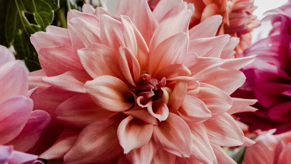 Nikon NIKKOR Z DX 12-28mm f/3.5-6.3 PZ VR by  in  - EC MALL