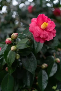 Sigma 50mm f/2 DG DN (C) by  in  - EC MALL