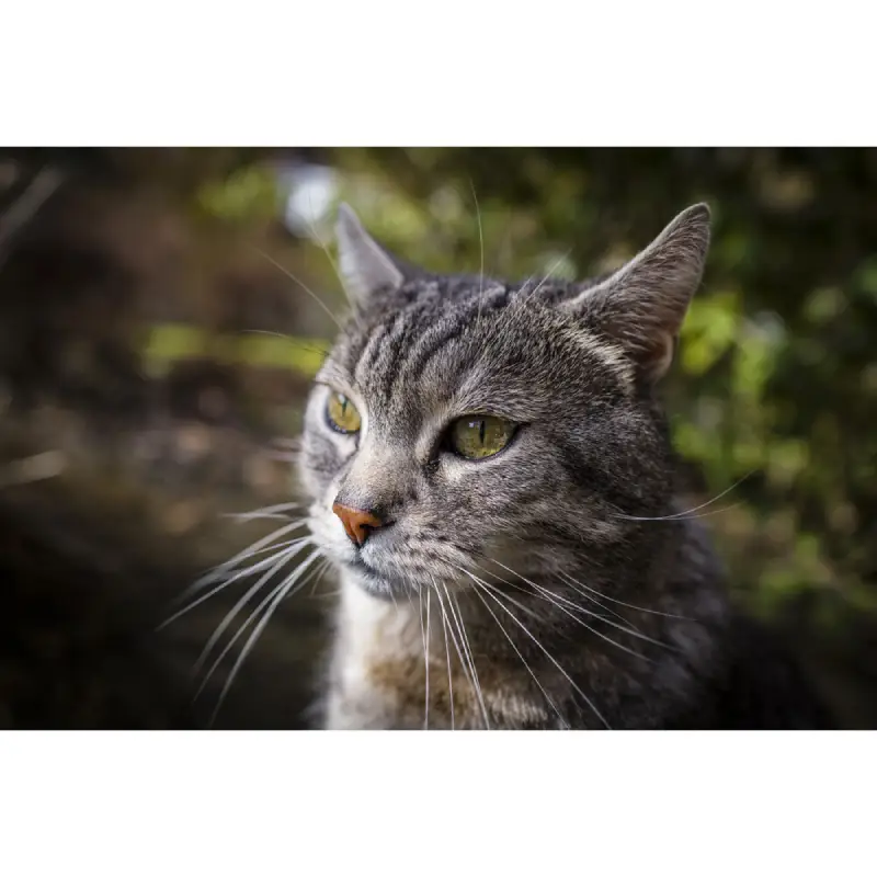 Leica Q3 Digital Camera by  in  - EC MALL