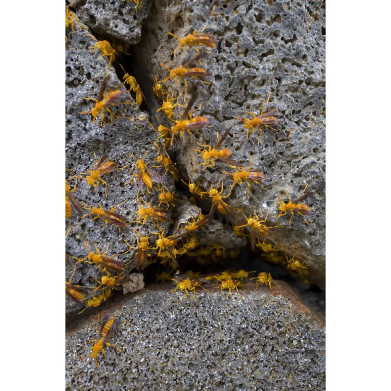 Leica Q3 Digital Camera by  in  - EC MALL