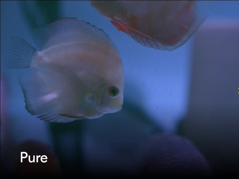 Nikon Zf full-frame Retro Mirrorless Camera by  in  - EC MALL