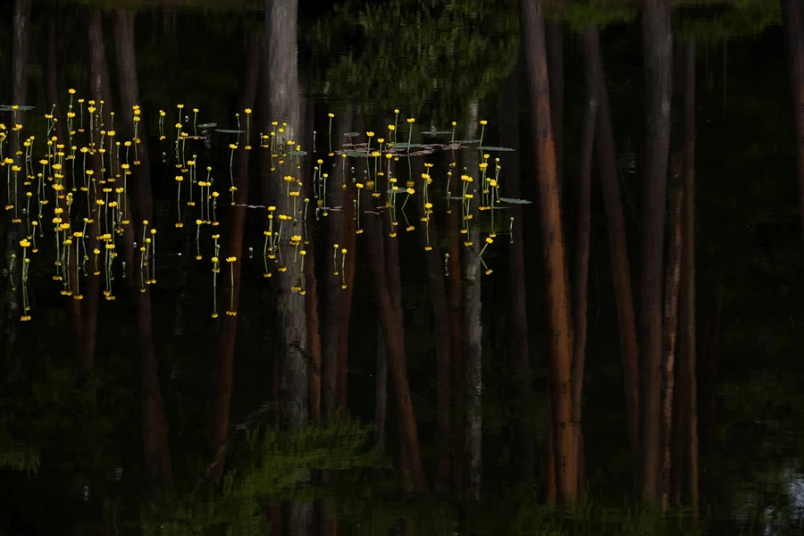 Tamron 70-300mm f/4.5-6.3 Di III RXD For Nikon Z (A047Z) by  in  - EC MALL