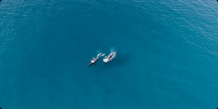 DJI Mini 4 Pro Drone by  in  - EC MALL