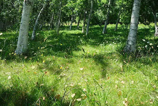 Fujifilm Fujinon GF 30mm f/5.6 T/S Lens by  in  - EC MALL