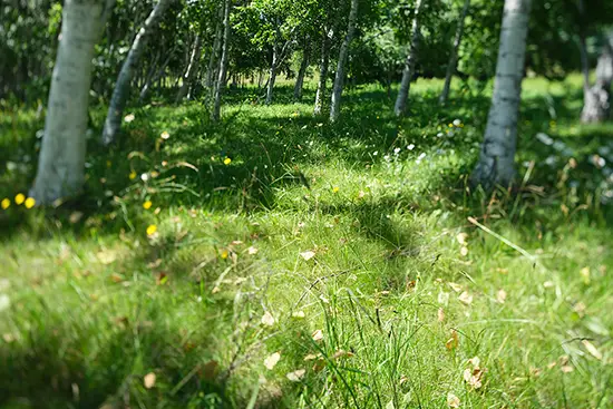 Fujifilm Fujinon GF 30mm f/5.6 T/S Lens by  in  - EC MALL