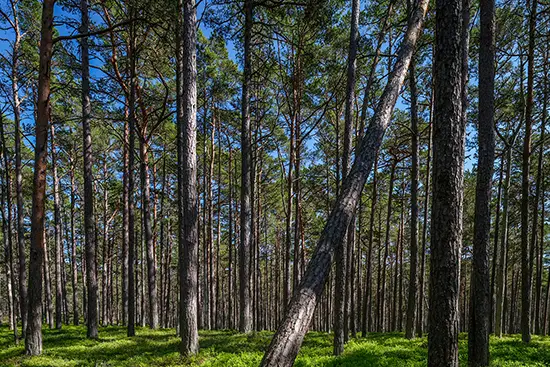 Fujifilm Fujinon GF 30mm f/5.6 T/S Lens by  in  - EC MALL