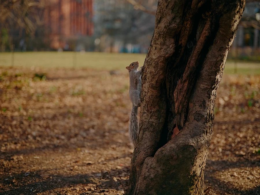 Fujifilm Fujinon GF 55mm f/1.7 R WR by  in  - EC MALL