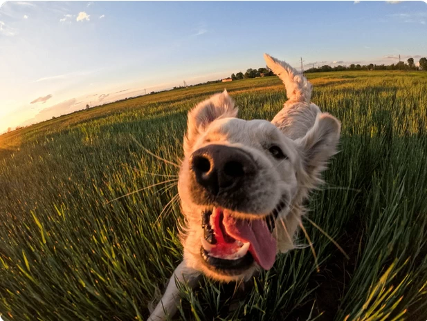 GoPro HERO 12 Black by  in  - EC MALL