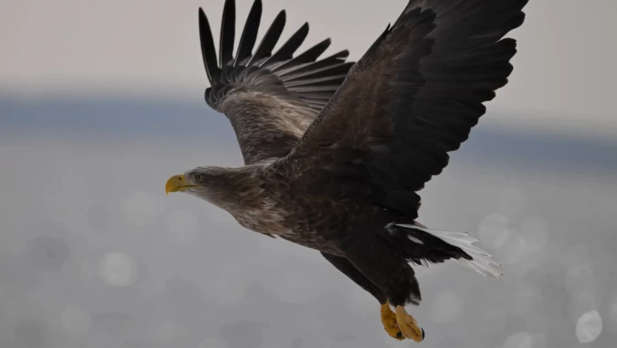 Nikon NIKKOR Z 180-600mm f/5.6-6.3 VR Lens by  in  - EC MALL