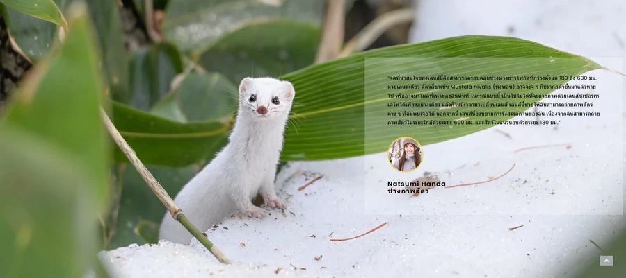 Nikon NIKKOR Z 180-600mm f/5.6-6.3 VR Lens by  in  - EC MALL