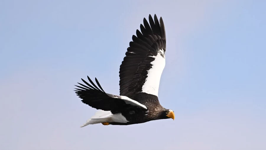 Nikon NIKKOR Z 180-600mm f/5.6-6.3 VR Lens by  in  - EC MALL