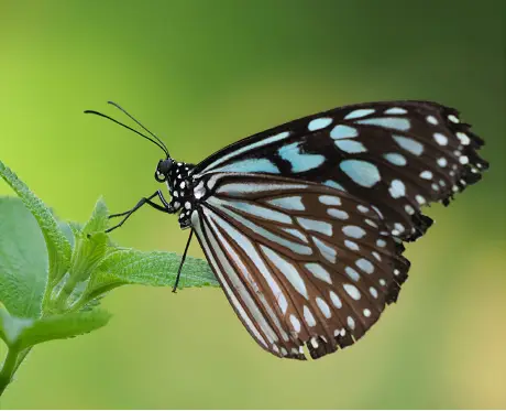 Olympus M.Zuiko Digital ED 100-400mm f/5-6.3 IS Lens by  in  - EC MALL