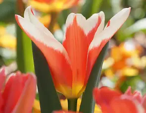 Olympus M.Zuiko Digital ED 100-400mm f/5-6.3 IS Lens by  in  - EC MALL