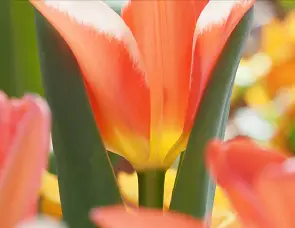 Olympus M.Zuiko Digital ED 100-400mm f/5-6.3 IS Lens by  in  - EC MALL