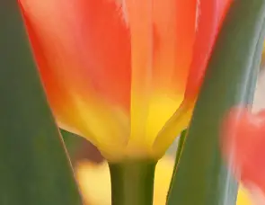 Olympus M.Zuiko Digital ED 100-400mm f/5-6.3 IS Lens by  in  - EC MALL