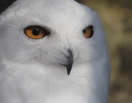 Olympus M.Zuiko Digital ED 100-400mm f/5-6.3 IS Lens by  in  - EC MALL