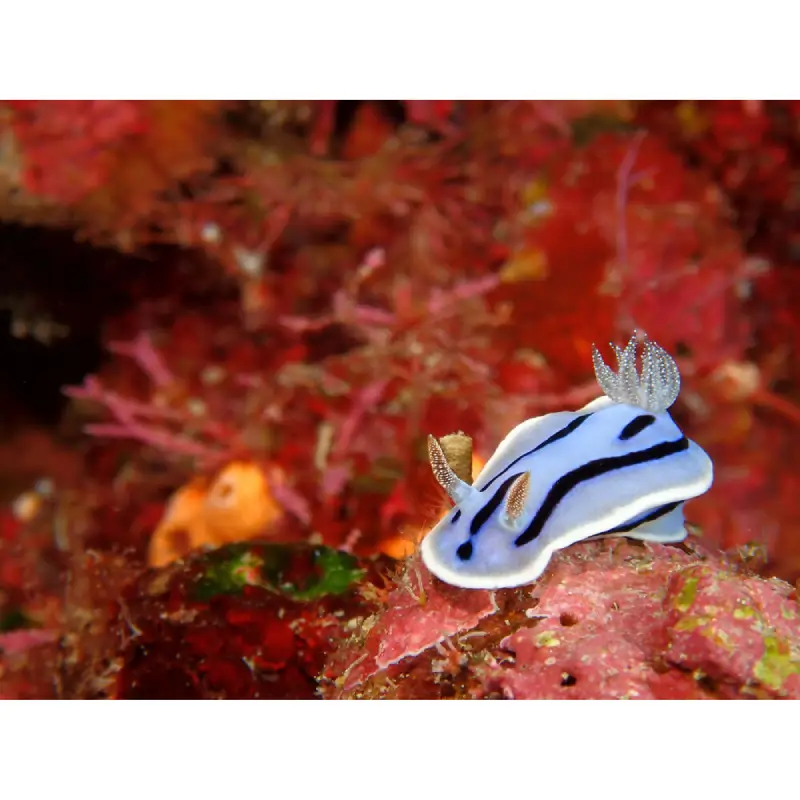 OM SYSTEM Tough TG-7 Waterproof Camera by  in  - EC MALL