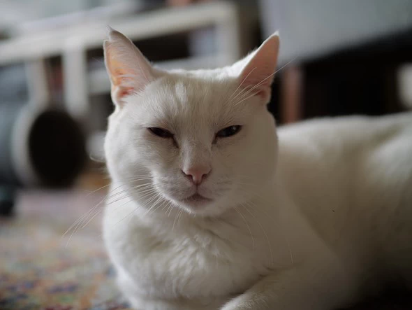 Panasonic Lumix G9II by  in  - EC MALL