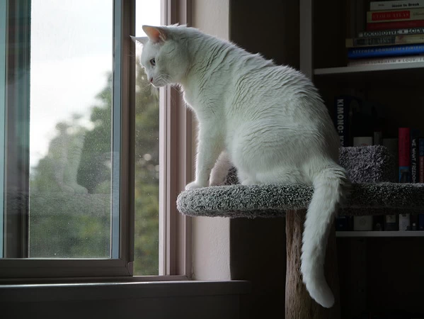 Panasonic Lumix G9II by  in  - EC MALL