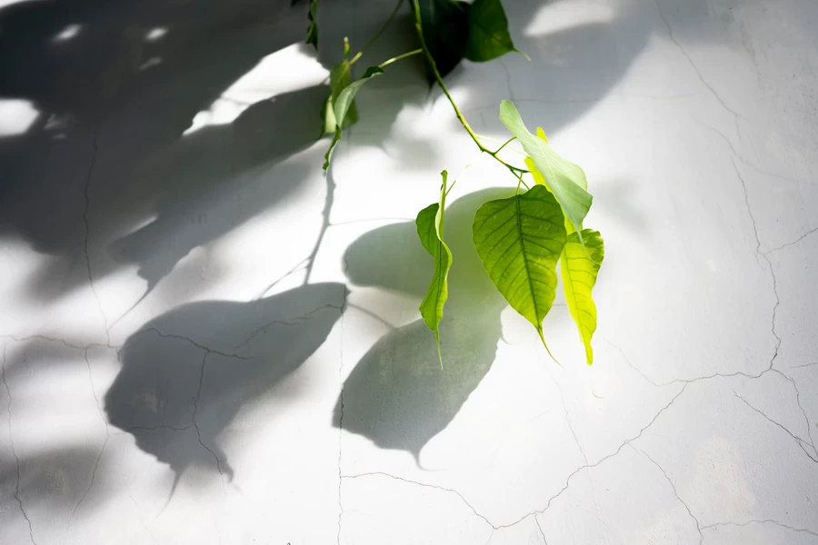 Viltrox AF 35mm f/1.8 Lens by  in  - EC MALL