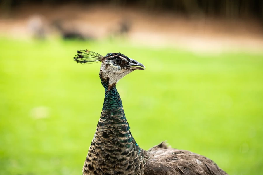 Viltrox AF 56mm f/1.4 Z Lens by  in  - EC MALL