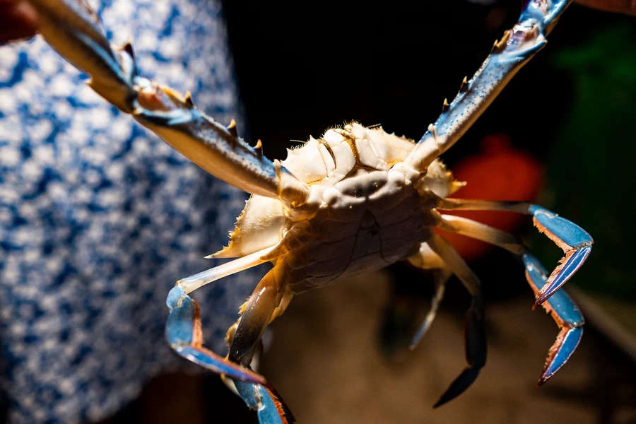 Viltrox AF 56mm f/1.4 Z Lens by  in  - EC MALL