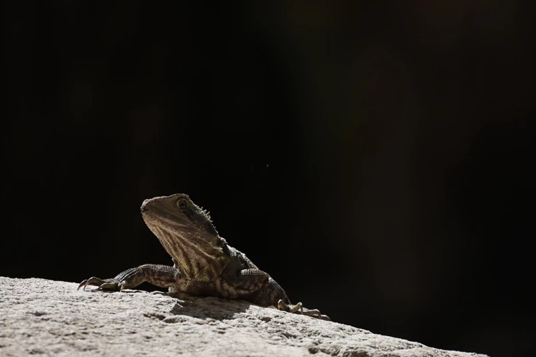 Canon RF 200-800mm f/6.3-9 IS USM Lens by  in  - EC MALL