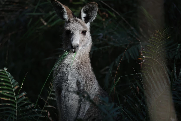 Canon RF 200-800mm f/6.3-9 IS USM Lens by  in  - EC MALL