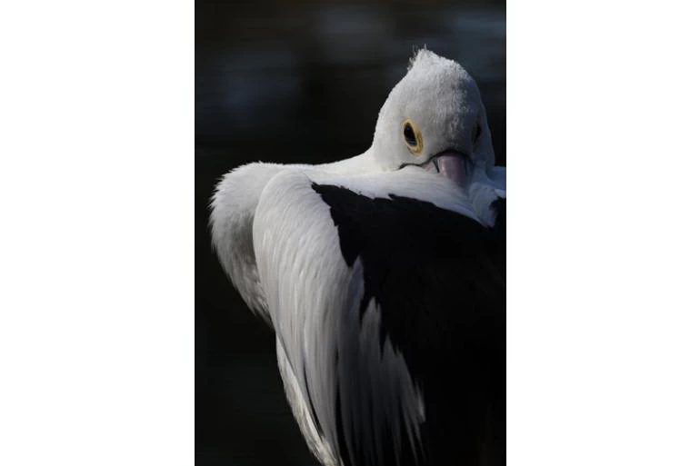 Canon RF 200-800mm f/6.3-9 IS USM Lens by  in  - EC MALL