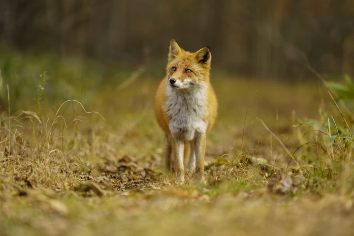 Sigma 70-200mm f/2.8 DG DN OS (S) Lens by  in  - EC MALL