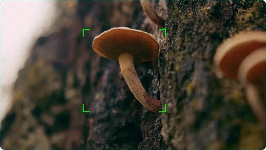 Sirui Sniper 56mm f/1.2 APSC Auto-Focus Lens by  in  - EC MALL