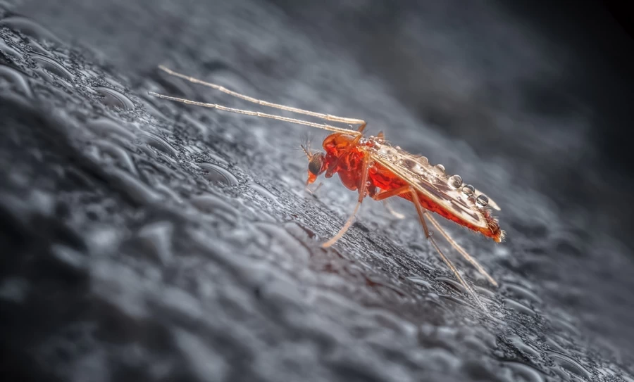 Laowa 65mm f/2.8 2x Ultra Macro APO Lens by  in  - EC MALL