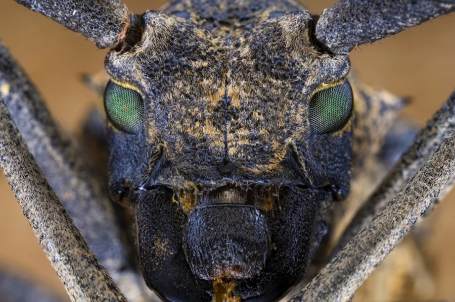 Laowa 65mm f/2.8 2x Ultra Macro APO Lens by  in  - EC MALL