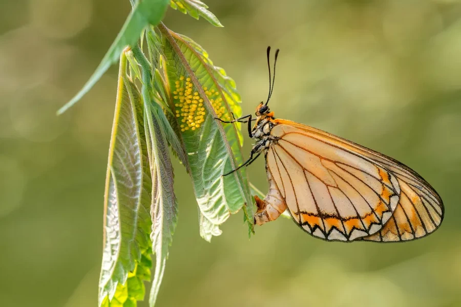 Laowa 65mm f/2.8 2x Ultra Macro APO Lens by  in  - EC MALL