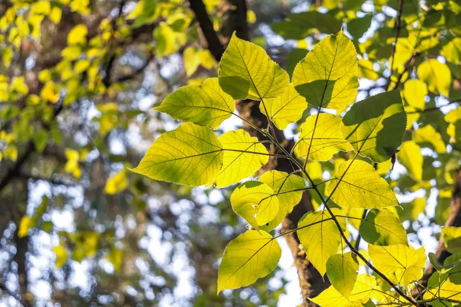 Laowa 65mm f/2.8 2x Ultra Macro APO Lens by  in  - EC MALL