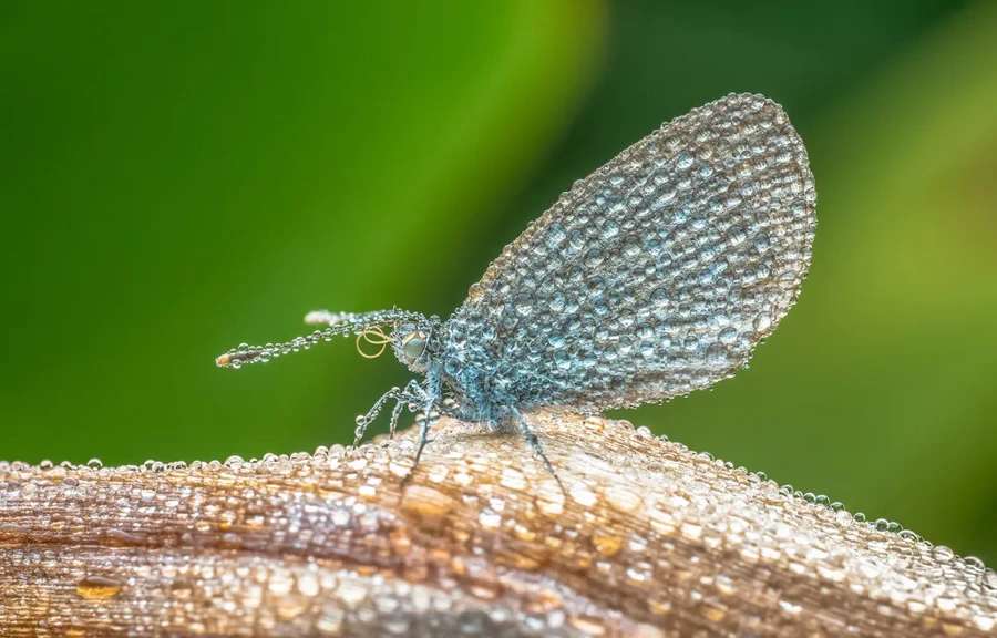 Laowa 65mm f/2.8 2x Ultra Macro APO Lens by  in  - EC MALL