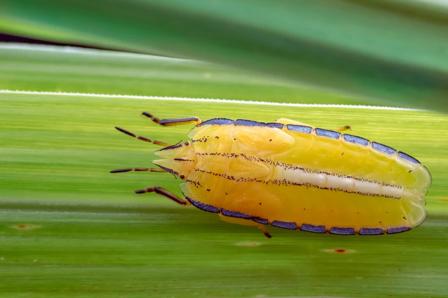 Laowa 65mm f/2.8 2x Ultra Macro APO Lens by  in  - EC MALL