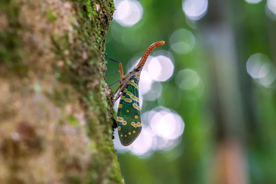 Laowa 65mm f/2.8 2x Ultra Macro APO Lens by  in  - EC MALL