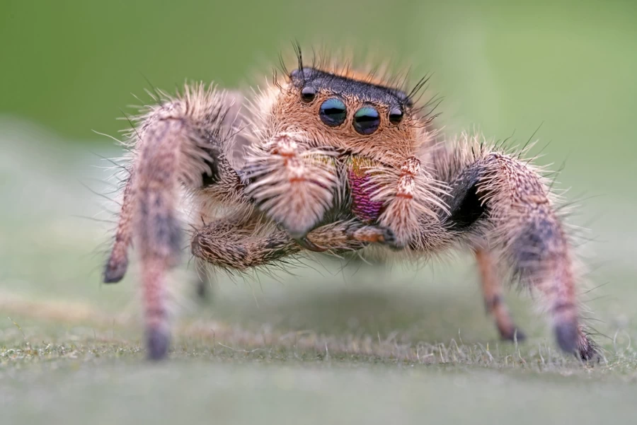 Laowa 65mm f/2.8 2x Ultra Macro APO Lens by  in  - EC MALL